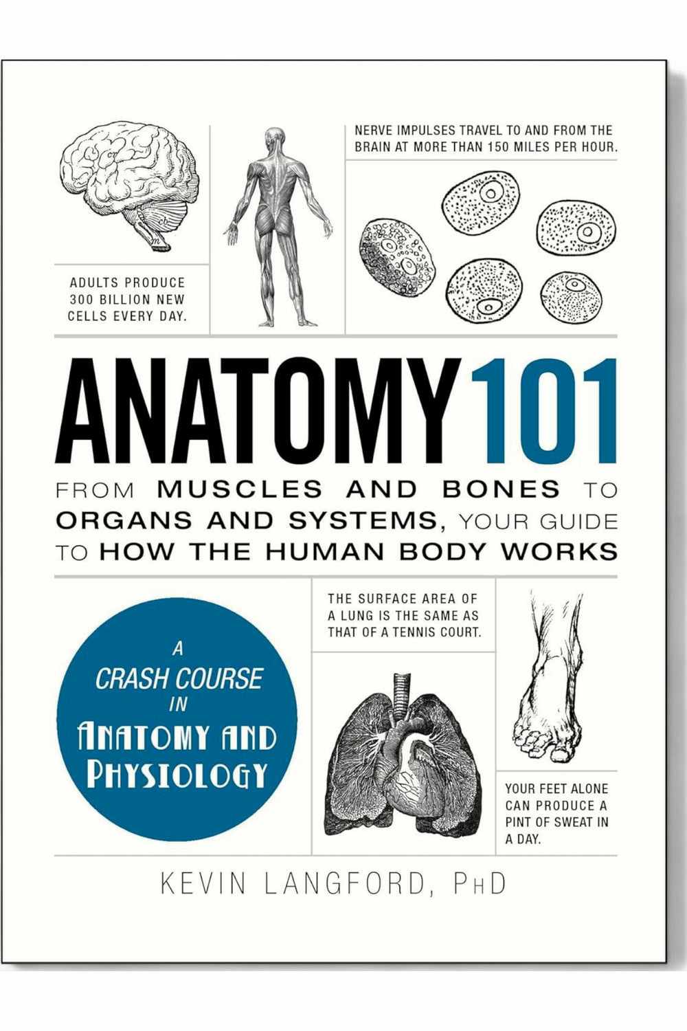 Anatomy 101 by Kevin Langford